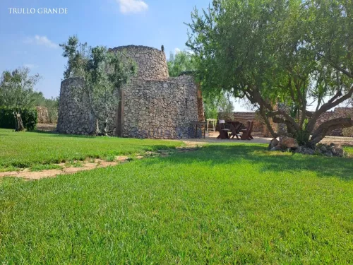 Miniatura 6 Tenuta Girasole